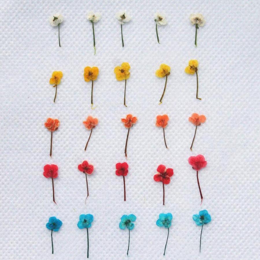 60개입 미니 압화 꽃 - 사진 액자, 레진 주얼리,  - Resin Craft Ideas 리뷰 및 가격