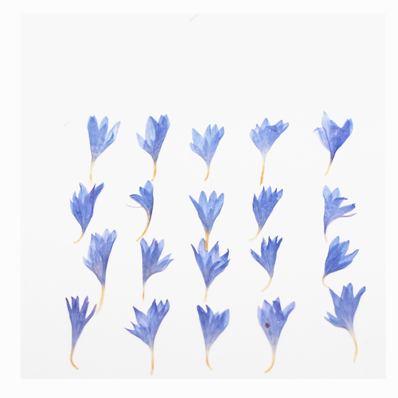 60개입 미니 압화 꽃 - 사진 액자, 레진 주얼리,  - Resin Craft Ideas 리뷰 및 가격